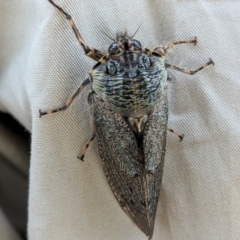 Tettigarcta crinita (Alpine Hairy Cicada) at Namadgi National Park - 15 Feb 2024 by Jek