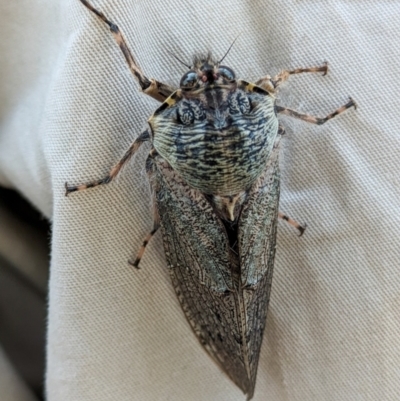 Tettigarcta crinita (Alpine Hairy Cicada) at Namadgi National Park - 15 Feb 2024 by Jek