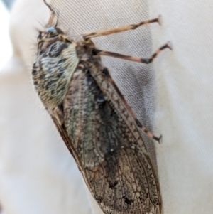 Tettigarcta crinita at Namadgi National Park - 15 Feb 2024