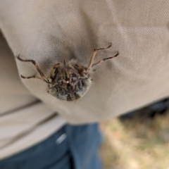 Tettigarcta crinita at Namadgi National Park - 15 Feb 2024