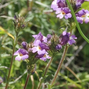 Euphrasia caudata at Namadgi National Park - 13 Feb 2024