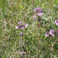 Euphrasia caudata at Namadgi National Park - 13 Feb 2024