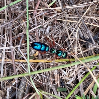 Diamma bicolor (Blue ant, Bluebottle ant) at Denman Prospect, ACT - 15 Feb 2024 by SteveBorkowskis