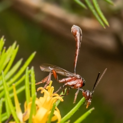 Hyptiogaster sp. (genus) (A parasitic wasp) at ANBG - 16 Feb 2024 by Roger