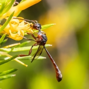 Hyptiogaster sp. (genus) at ANBG - 16 Feb 2024