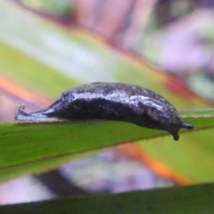 Cystopelta astra (Snowy Mountains Humpback Slug) at Harolds Cross, NSW - 16 Feb 2024 by HelenCross