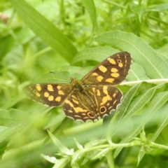 Oreixenica kershawi (Striped Xenica) at QPRC LGA - 16 Feb 2024 by HelenCross