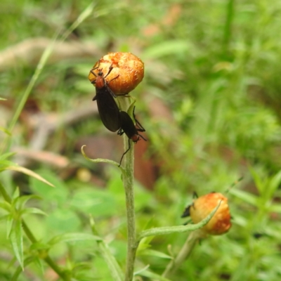 Bibio superfluus (Garden maggot) at Tallaganda State Forest - 16 Feb 2024 by HelenCross
