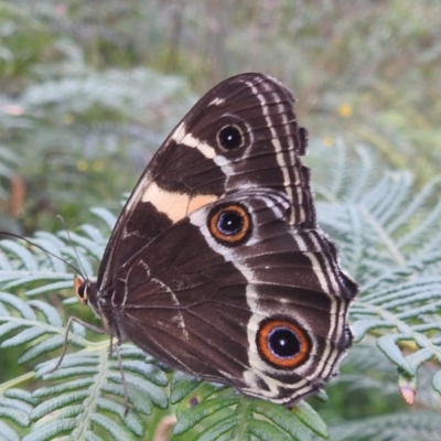 Tisiphone abeona (Varied Sword-grass Brown) at Rossi, NSW - 16 Feb 2024 by HelenCross