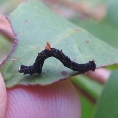 Antictenia punctunculus (A geometer moth) at Tallaganda State Forest - 16 Feb 2024 by HelenCross