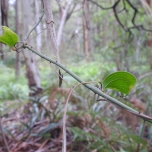 Smilax australis at QPRC LGA - 16 Feb 2024