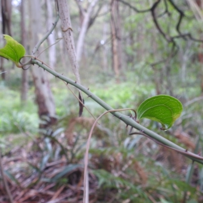 Smilax australis (Barbed-Wire Vine) at QPRC LGA - 16 Feb 2024 by HelenCross