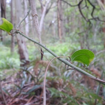 Smilax australis (Barbed-Wire Vine) at Tallaganda State Forest - 16 Feb 2024 by HelenCross