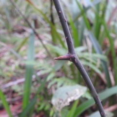 Smilax australis at QPRC LGA - 16 Feb 2024