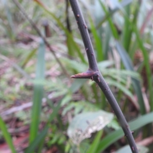 Smilax australis at QPRC LGA - 16 Feb 2024