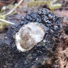 Unidentified Insect at Tallaganda State Forest - 16 Feb 2024 by HelenCross