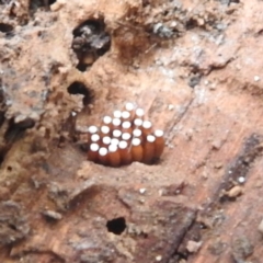 Unidentified Insect at Tallaganda State Forest - 16 Feb 2024 by HelenCross
