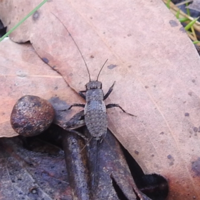 Unidentified Cricket (Orthoptera, several families) at QPRC LGA - 16 Feb 2024 by HelenCross