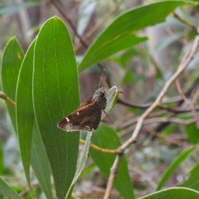 Dispar compacta (Barred Skipper) at Rossi, NSW - 16 Feb 2024 by HelenCross