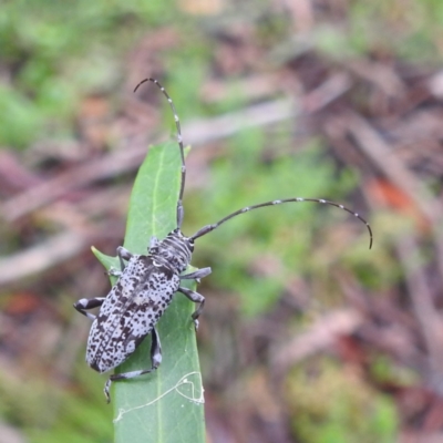 Disterna canosa (A longhorn beetle) at Tallaganda State Forest - 16 Feb 2024 by HelenCross