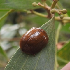 Paropsisterna cloelia (Eucalyptus variegated beetle) at Tallaganda State Forest - 16 Feb 2024 by HelenCross