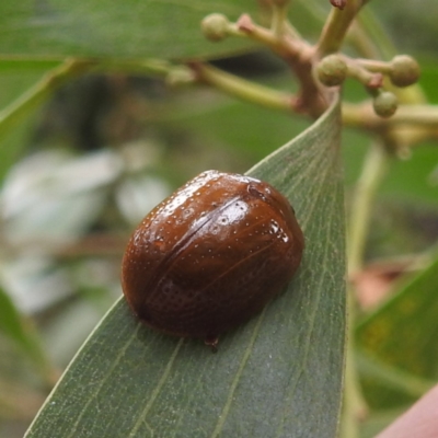 Paropsisterna cloelia (Eucalyptus variegated beetle) at Tallaganda State Forest - 16 Feb 2024 by HelenCross