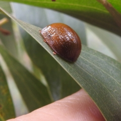 Paropsisterna cloelia at QPRC LGA - 16 Feb 2024