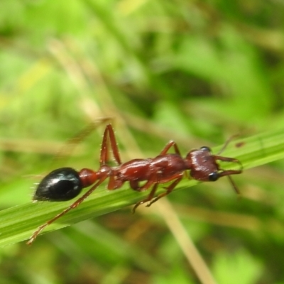 Myrmecia forficata (A Bull ant) at Tallaganda State Forest - 16 Feb 2024 by HelenCross