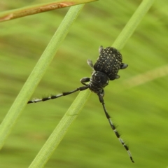 Ancita sp. (genus) (Longicorn or longhorn beetle) at ANBG - 15 Feb 2024 by HelenCross