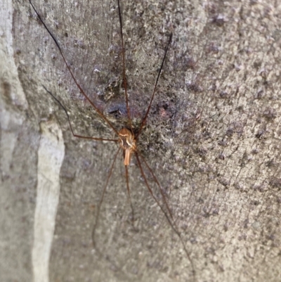 Opiliones (order) (Unidentified harvestman) at Namadgi National Park - 7 Jan 2024 by Tapirlord