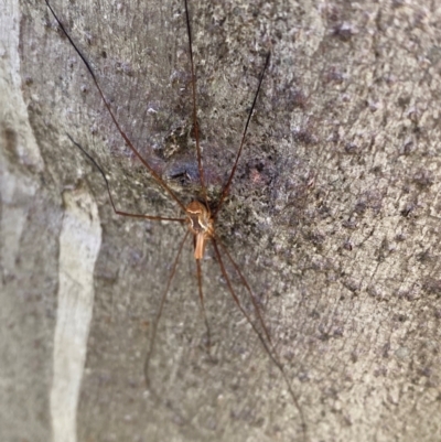 Opiliones (order) (Unidentified harvestman) at Namadgi National Park - 6 Jan 2024 by Tapirlord