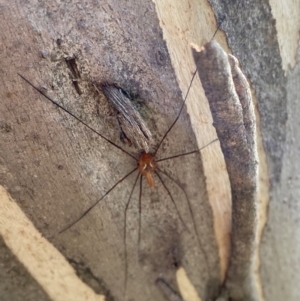 Opiliones (order) at Namadgi National Park - 7 Jan 2024