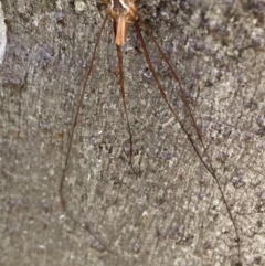 Opiliones (order) at Namadgi National Park - 7 Jan 2024