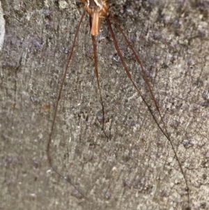 Opiliones (order) at Namadgi National Park - 7 Jan 2024