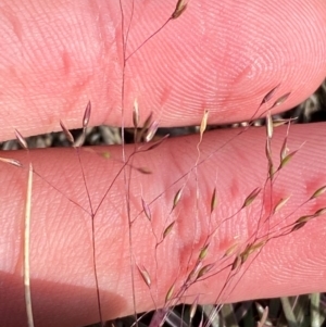 Agrostis venusta at Kosciuszko National Park - 7 Jan 2024