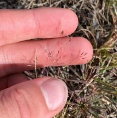 Agrostis venusta at Kosciuszko National Park - 7 Jan 2024