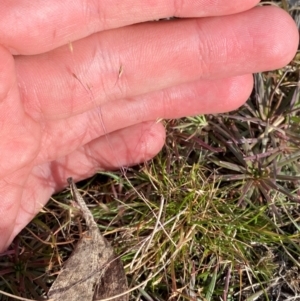 Agrostis venusta at Kosciuszko National Park - 7 Jan 2024