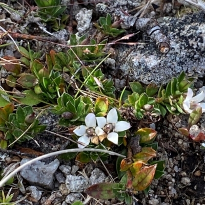 Rhytidosporum alpinum at Cotter River, ACT - 6 Jan 2024 by Tapirlord