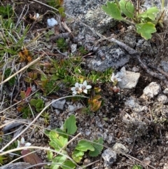 Rhytidosporum alpinum at Namadgi National Park - 7 Jan 2024