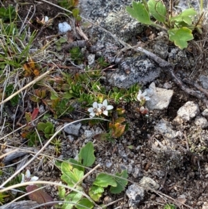 Rhytidosporum alpinum at Namadgi National Park - 7 Jan 2024