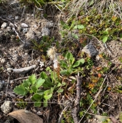 Pappochroma bellidioides at Namadgi National Park - 7 Jan 2024