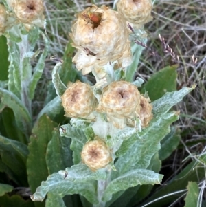 Podolepis laciniata at Namadgi National Park - 7 Jan 2024