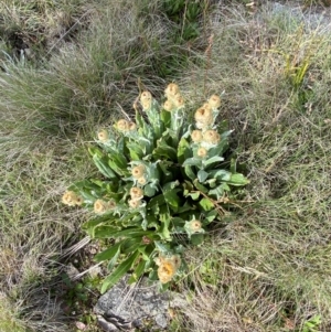 Podolepis laciniata at Namadgi National Park - 7 Jan 2024