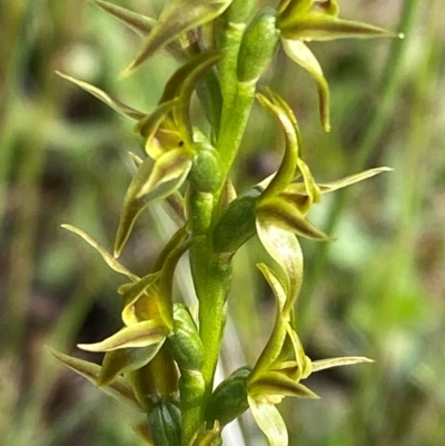 Prasophyllum tadgellianum (Tadgell's leek orchid) at Cotter River, ACT - 6 Jan 2024 by Tapirlord
