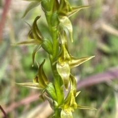 Paraprasophyllum tadgellianum at Namadgi National Park - suppressed