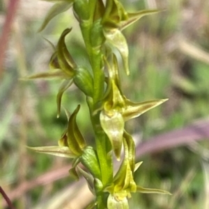 Paraprasophyllum tadgellianum at Namadgi National Park - 7 Jan 2024