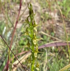 Paraprasophyllum tadgellianum at Namadgi National Park - 7 Jan 2024