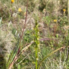 Paraprasophyllum tadgellianum at Namadgi National Park - 7 Jan 2024