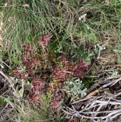 Oreomyrrhis eriopoda at Namadgi National Park - 7 Jan 2024