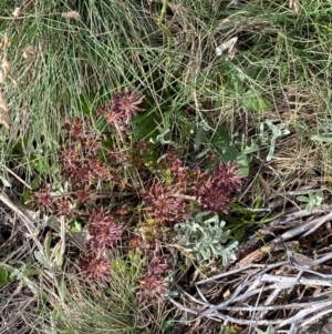 Oreomyrrhis eriopoda at Namadgi National Park - 7 Jan 2024